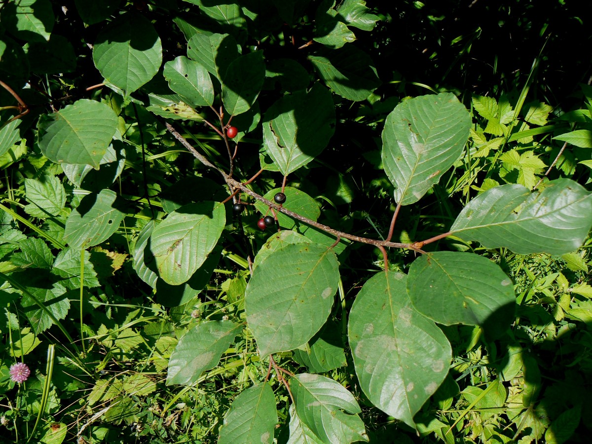 Image of Frangula alnus specimen.