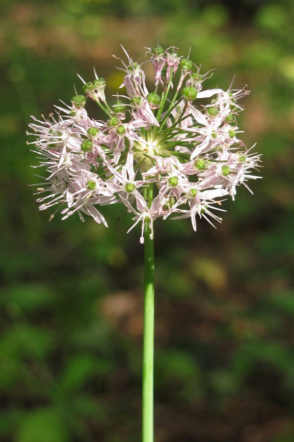 Image of Allium quercetorum specimen.