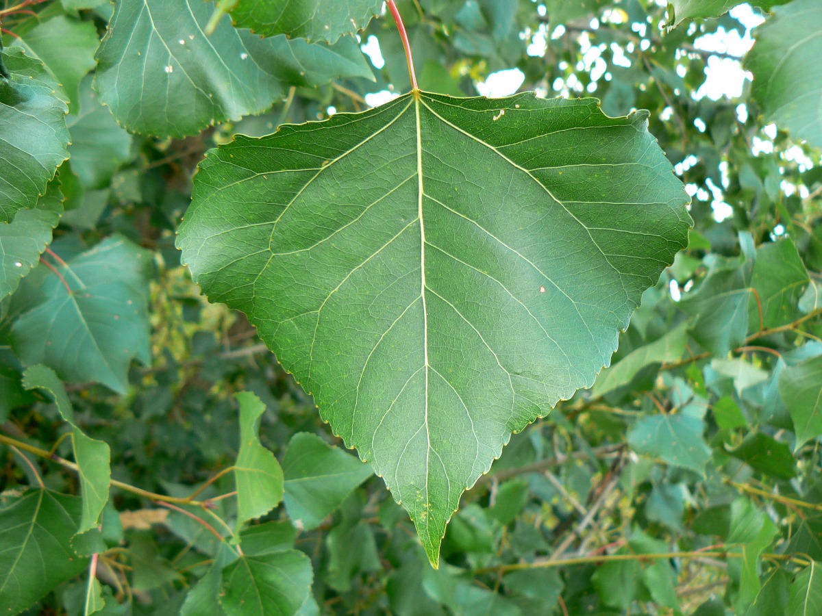 Image of Populus nigra specimen.