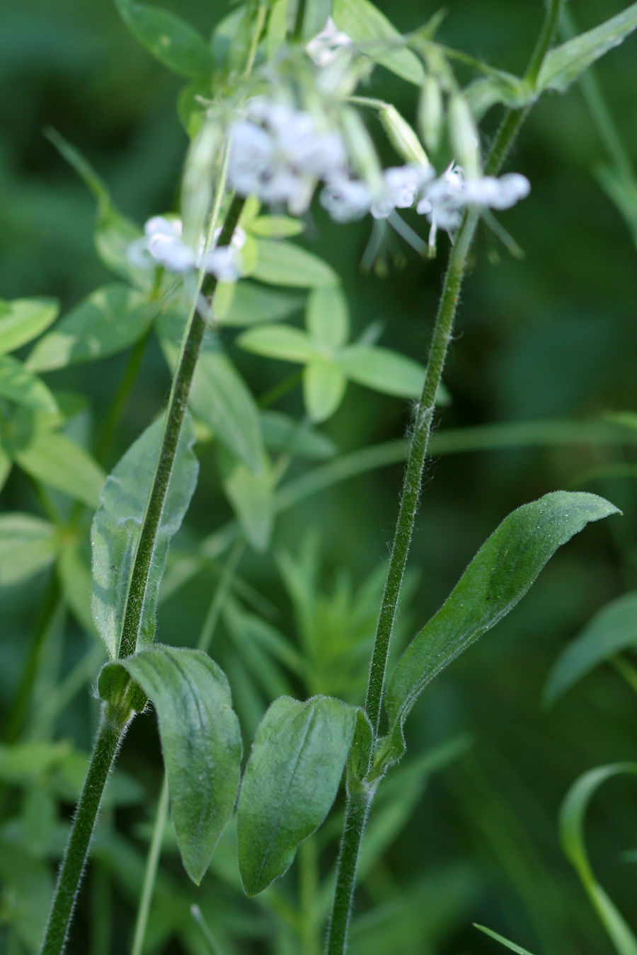 Image of Silene nutans specimen.