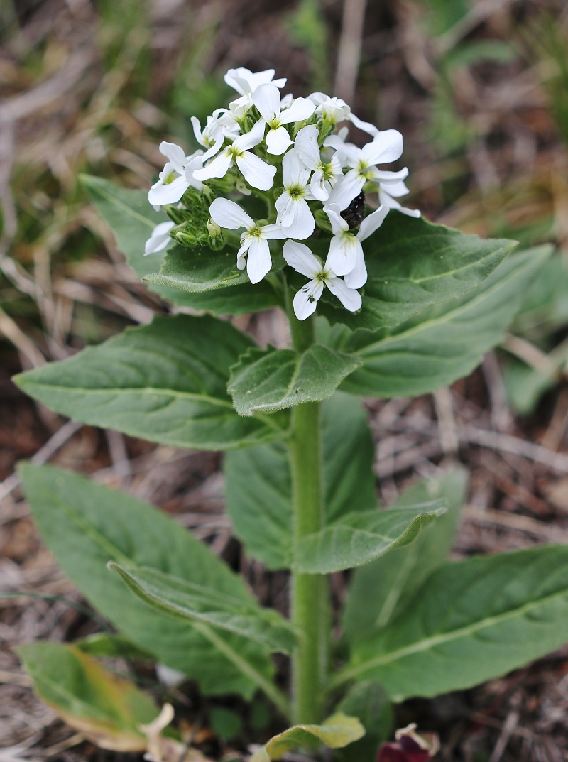 Image of Hesperis hirsutissima specimen.