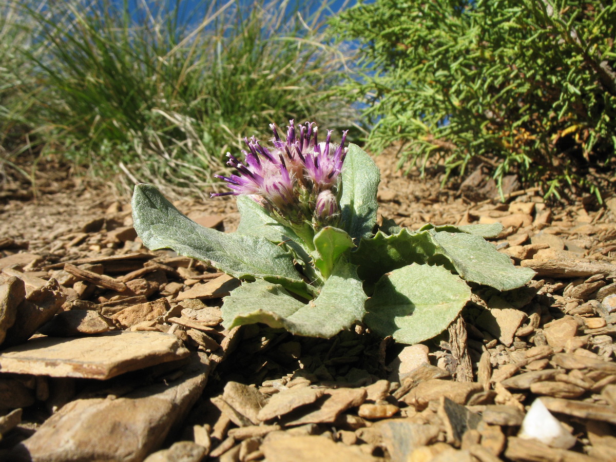 Image of Saussurea kuschakewiczii specimen.