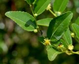 Ziziphus jujuba
