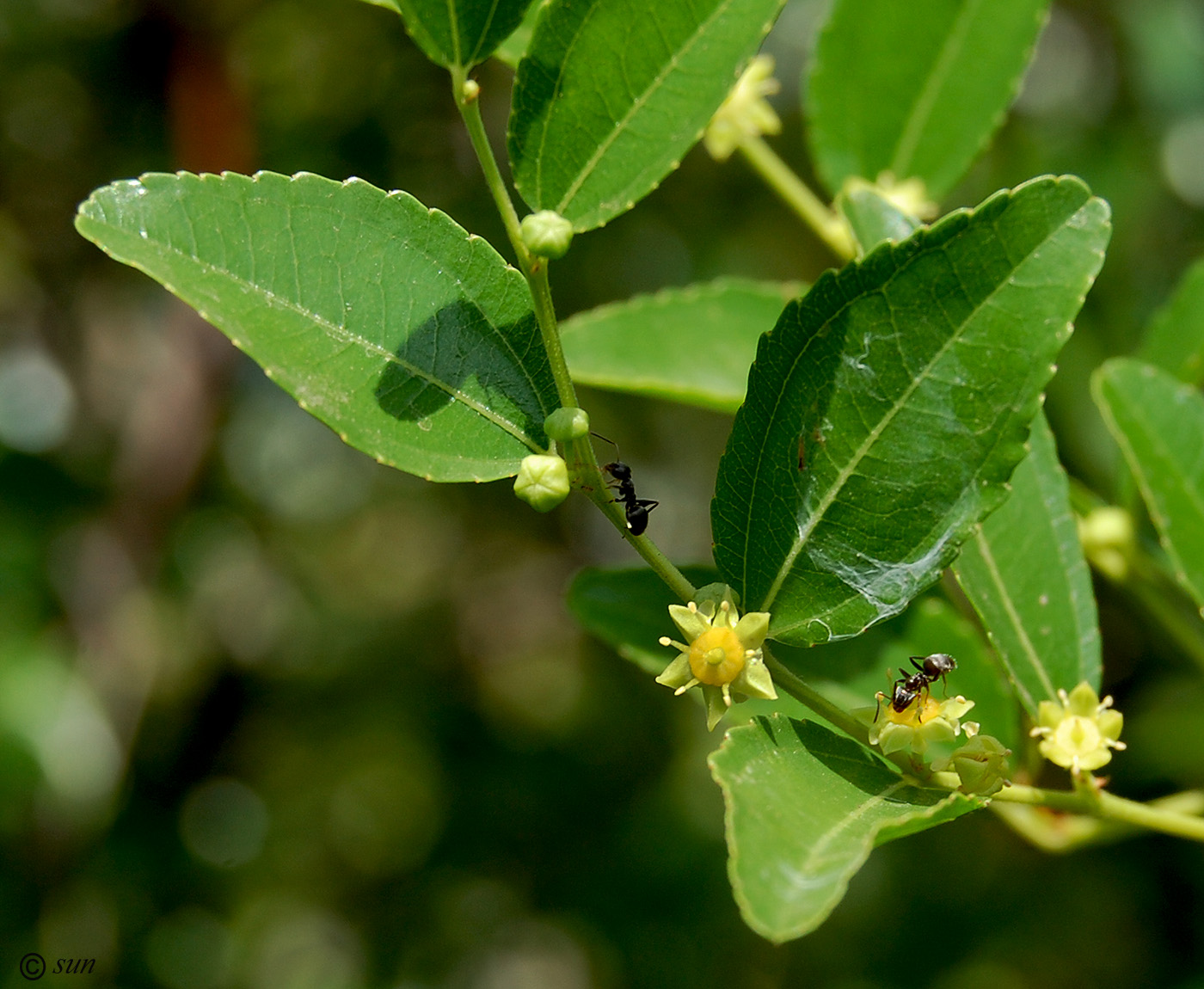 Image of Ziziphus jujuba specimen.