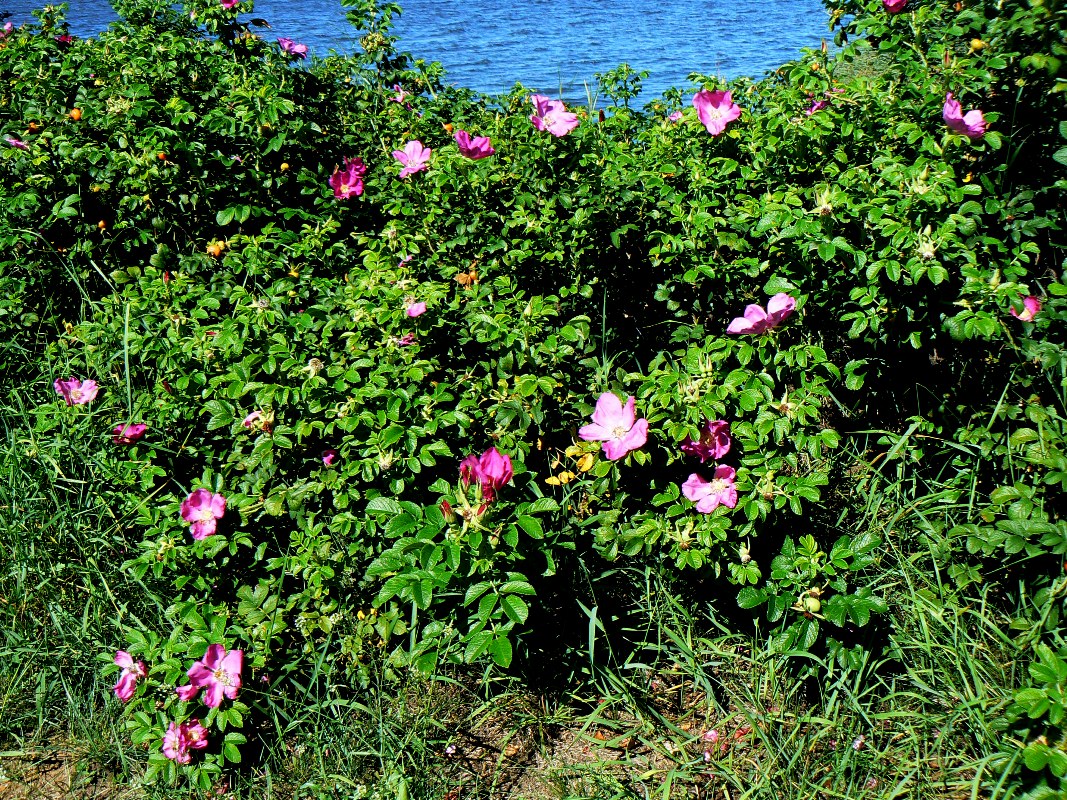 Image of Rosa rugosa specimen.