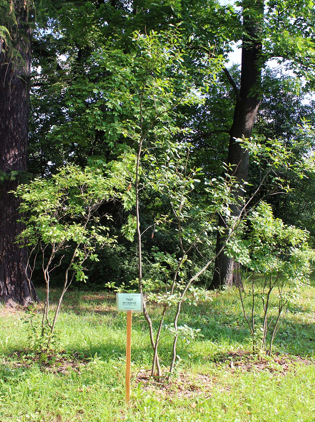 Image of Ilex verticillata specimen.