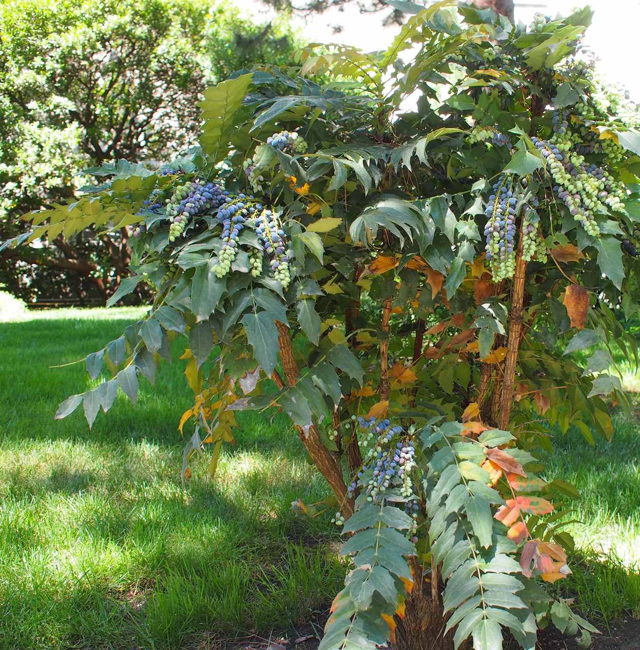 Image of Mahonia bealei specimen.