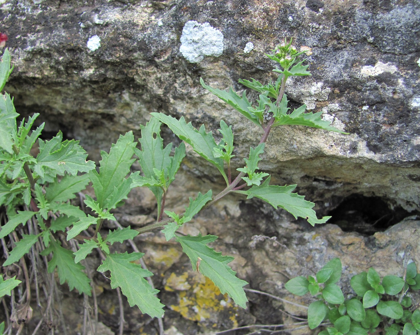 Image of Scrophularia rupestris specimen.