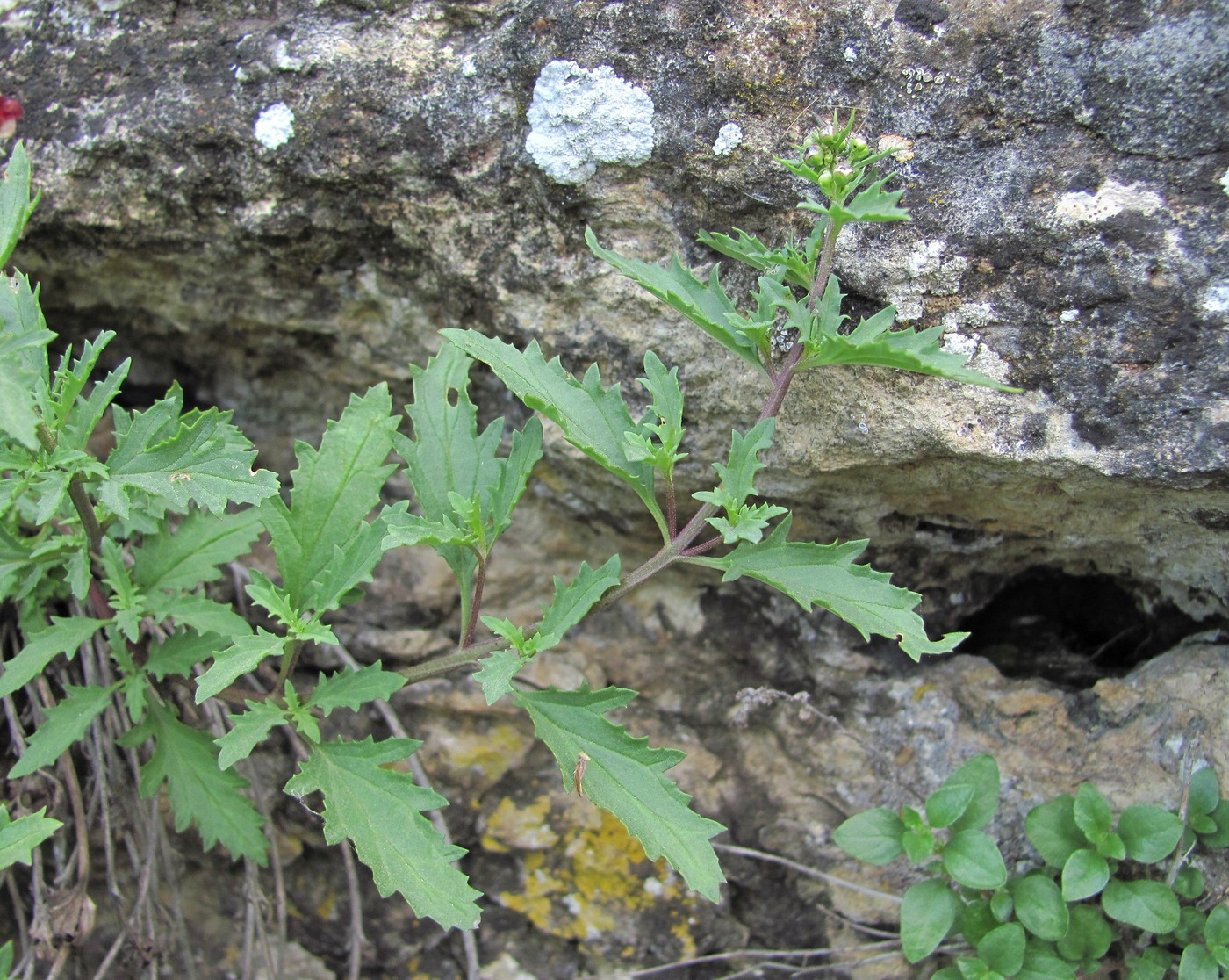 Изображение особи Scrophularia rupestris.