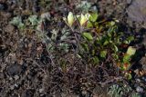 Castilleja pavlovii