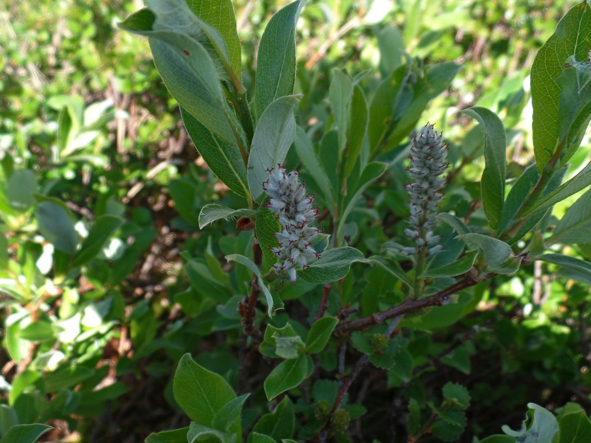 Изображение особи Salix rectijulis.