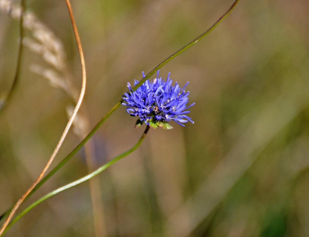 Image of Jasione montana specimen.