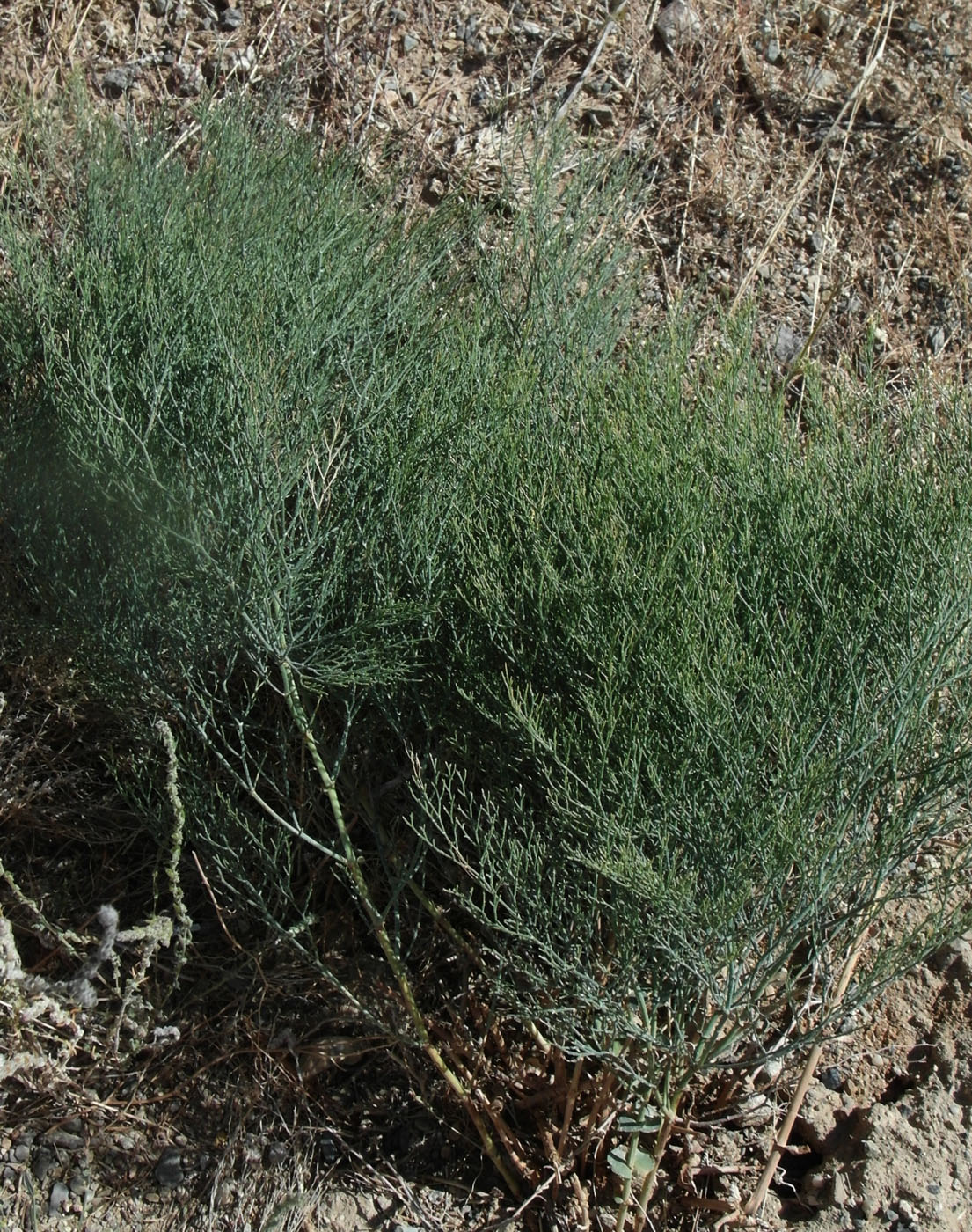 Изображение особи Limonium otolepis.