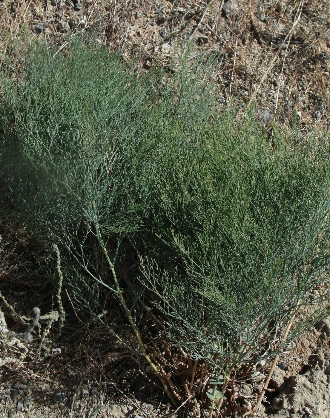 Image of Limonium otolepis specimen.