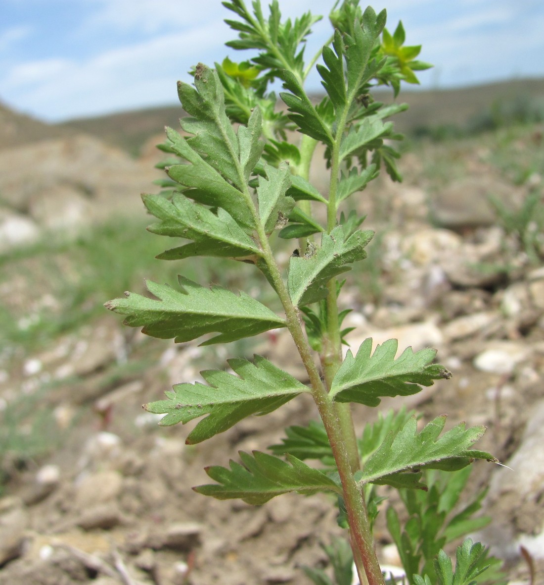 Image of Potentilla supina specimen.