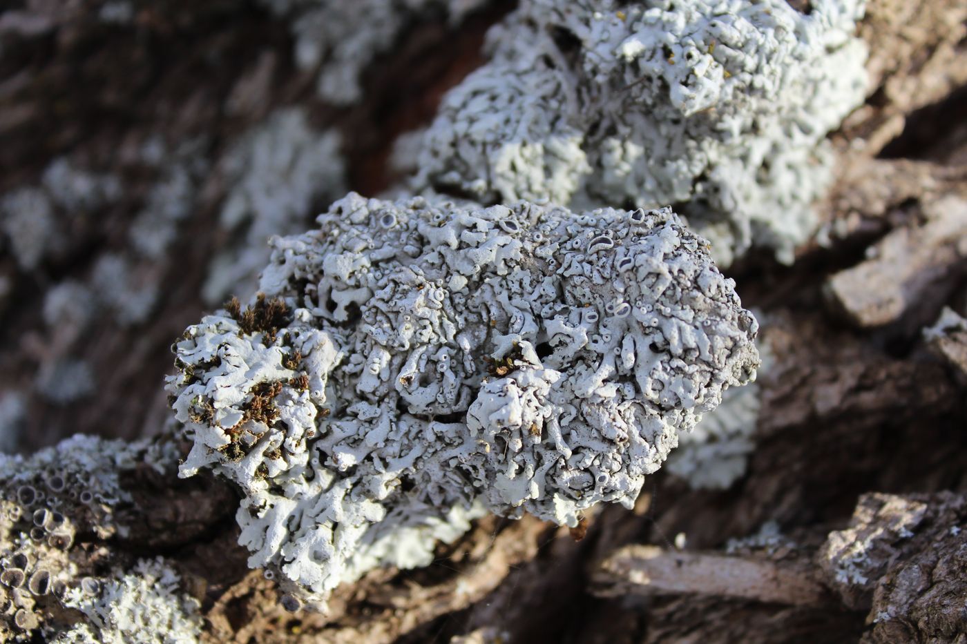 Image of Physcia aipolia specimen.