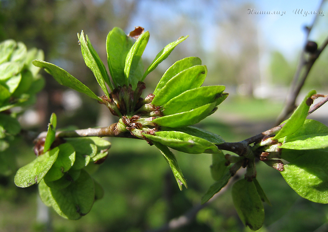 Image of Ulmus pumila specimen.