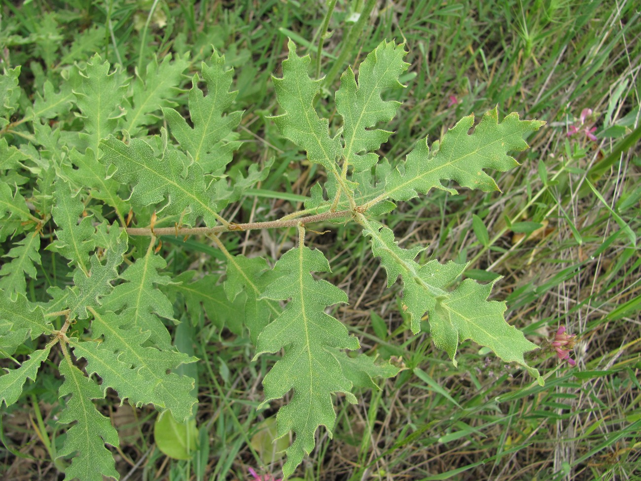 Image of Quercus pubescens specimen.