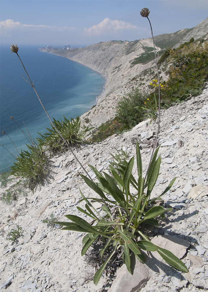 Image of Cephalaria coriacea specimen.