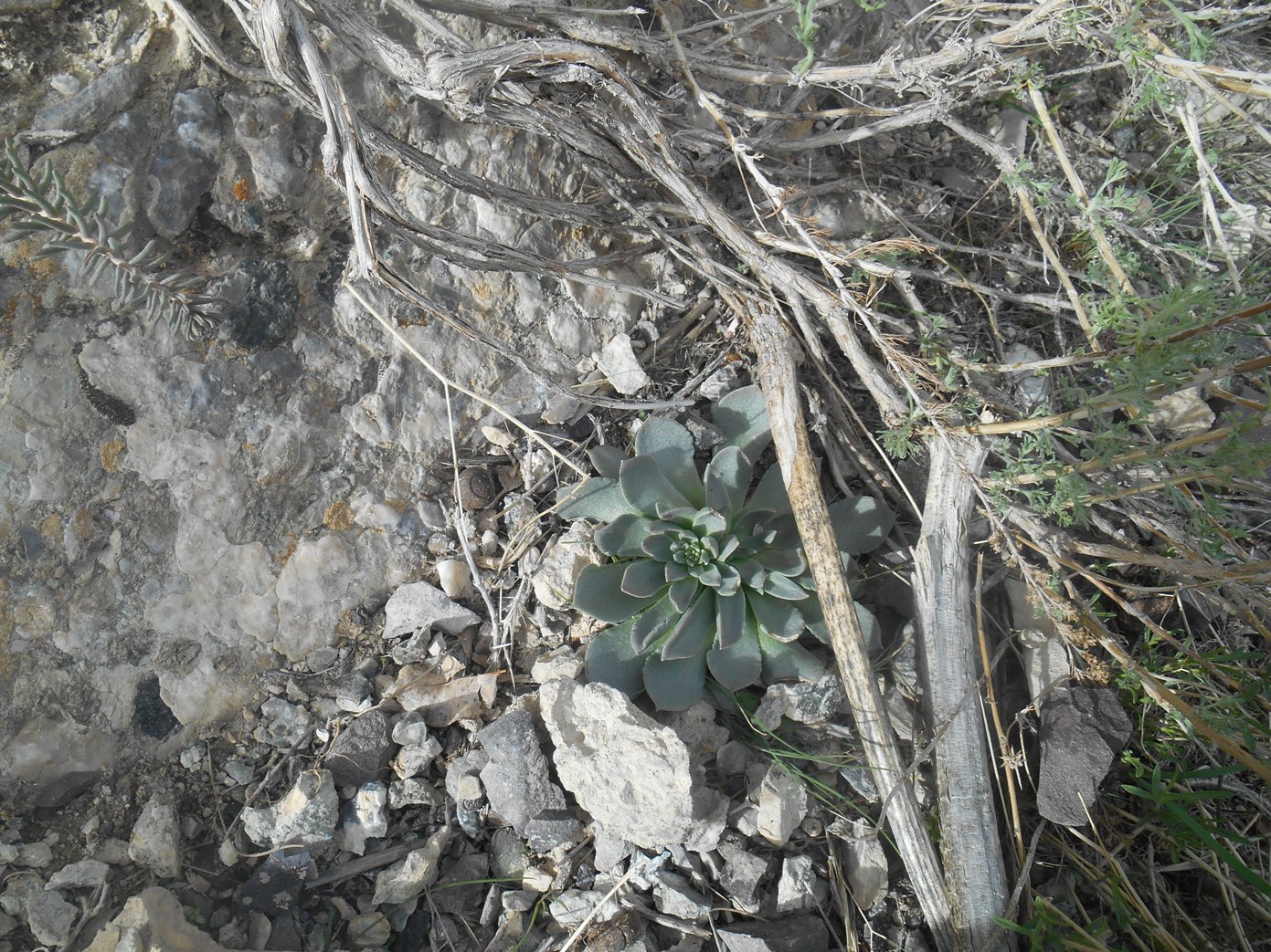 Image of genus Rosularia specimen.