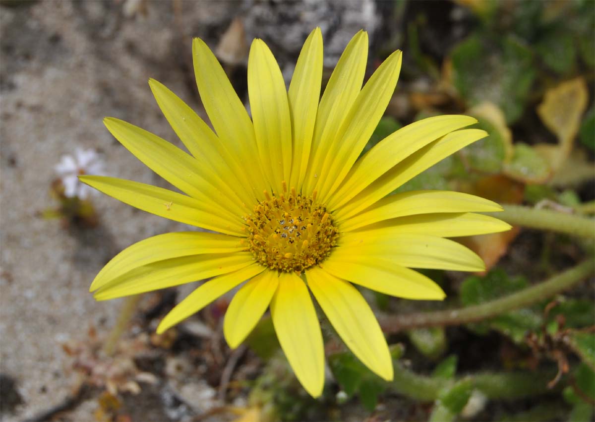 Image of Arctotheca calendula specimen.