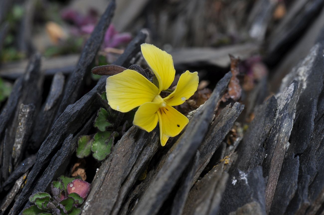 Image of Viola minuta specimen.