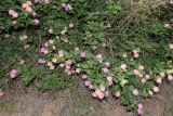 Lantana camara