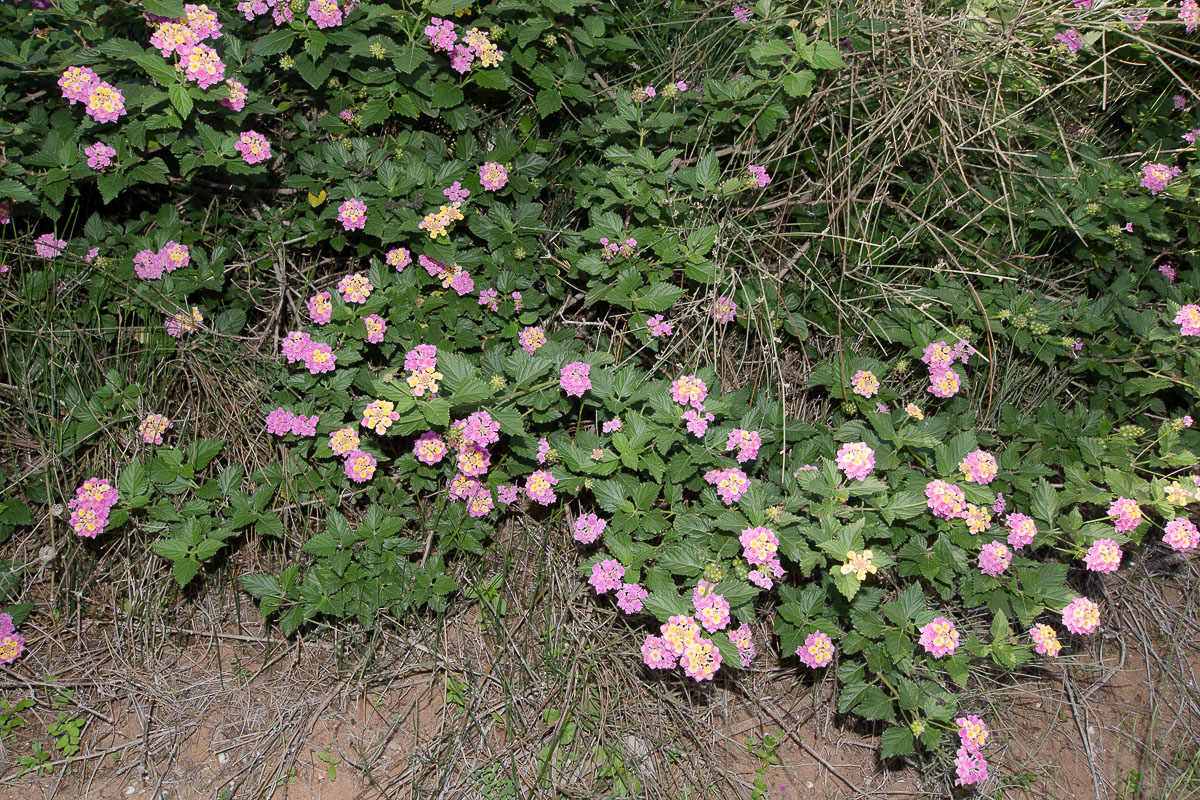 Изображение особи Lantana camara.