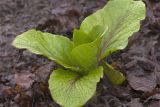 Cardiocrinum cordatum