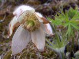 Pulsatilla uralensis. Отцветающий цветок. Свердловская обл., окр. г. Североуральск, р-н известнякового карьера, подножие скальных выходов известняка, берег канала Дублёр. 12.06.2018.