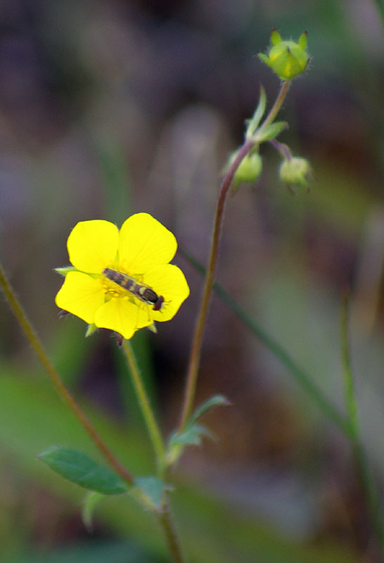 Изображение особи Potentilla stipularis.