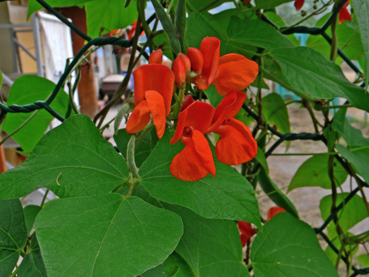 Image of Phaseolus coccineus specimen.