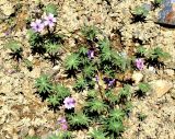 Geranium transversale