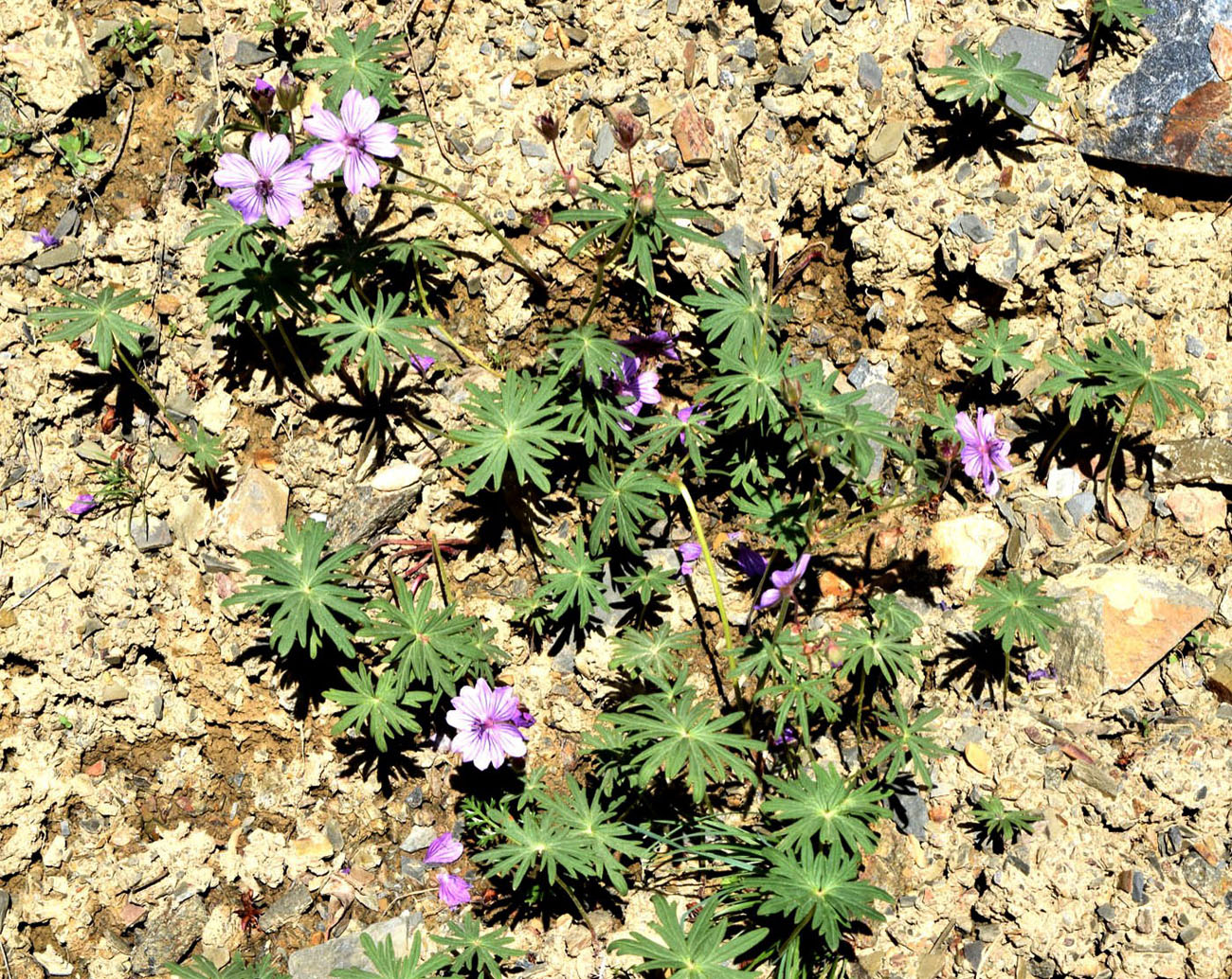 Image of Geranium transversale specimen.