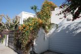 Thunbergia gregorii. Цветущие растения. Израиль, Шарон, г. Герцлия, пос. Ноф Ям. 24.12.2019.