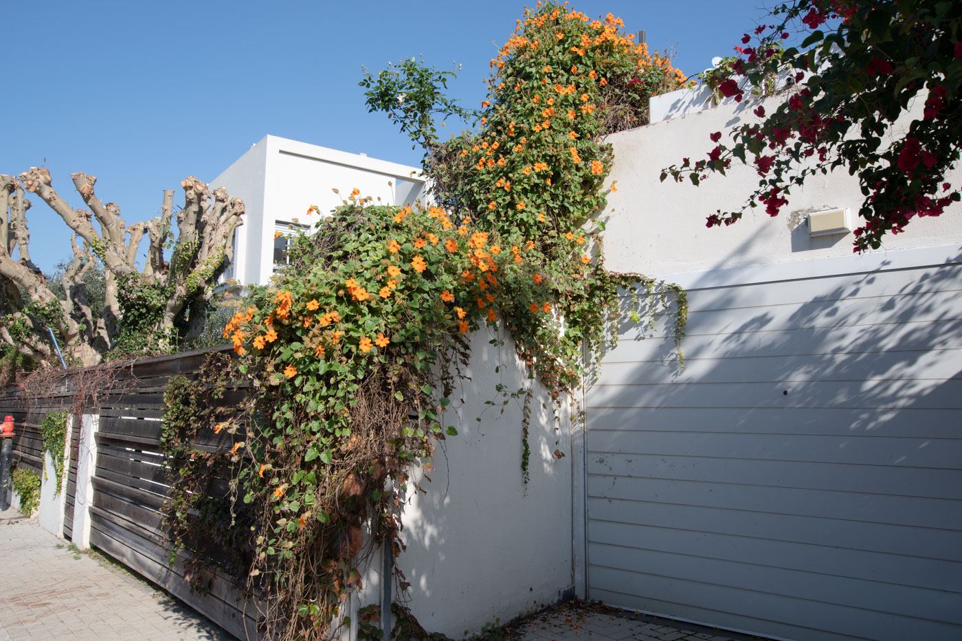 Image of Thunbergia gregorii specimen.