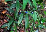 Lasianthus borneensis