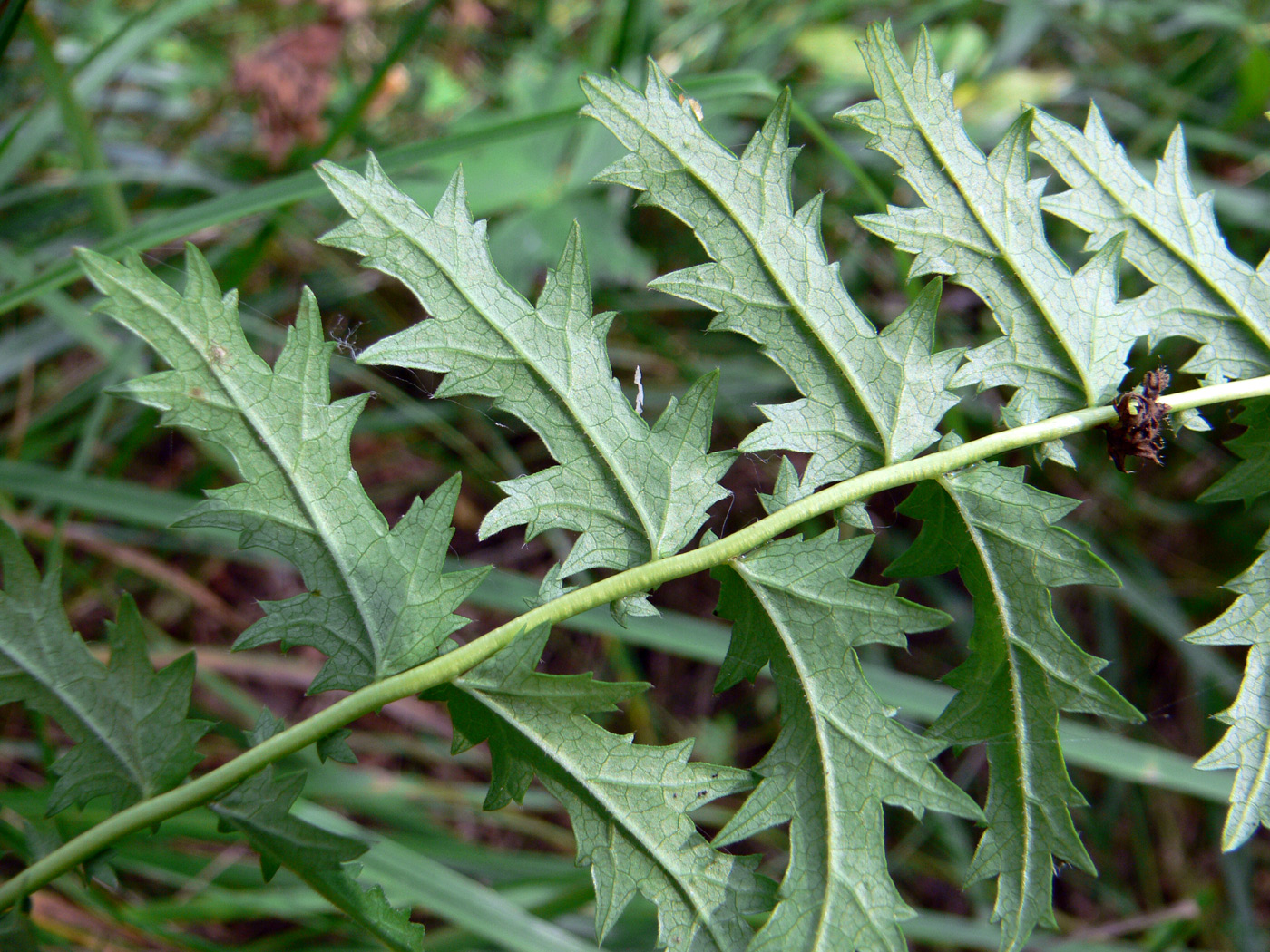 Image of Filipendula vulgaris specimen.