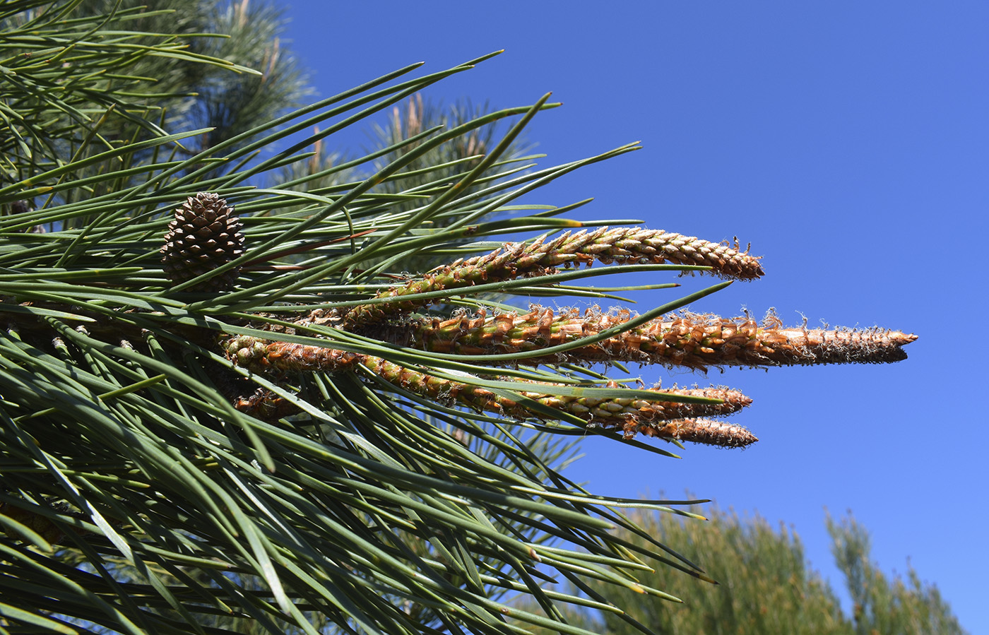 Изображение особи Pinus pinaster.