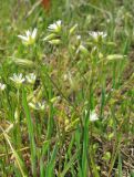 Cerastium syvaschicum. Цветущие и плодоносящие растения. Крым, Советский р-н, 8 км к северу от пос. Дмитровка, побережье залива Сиваш на границе заказника \"Присивашский\", галофитный луг. 21 апреля 2019 г.