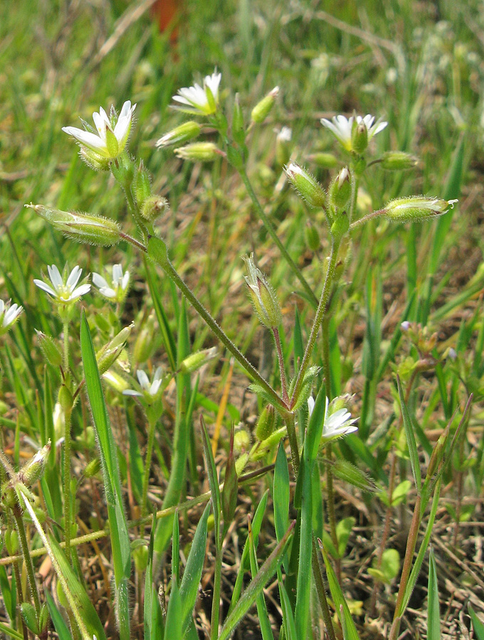 Изображение особи Cerastium syvaschicum.