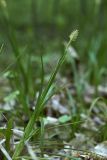 Carex sylvatica