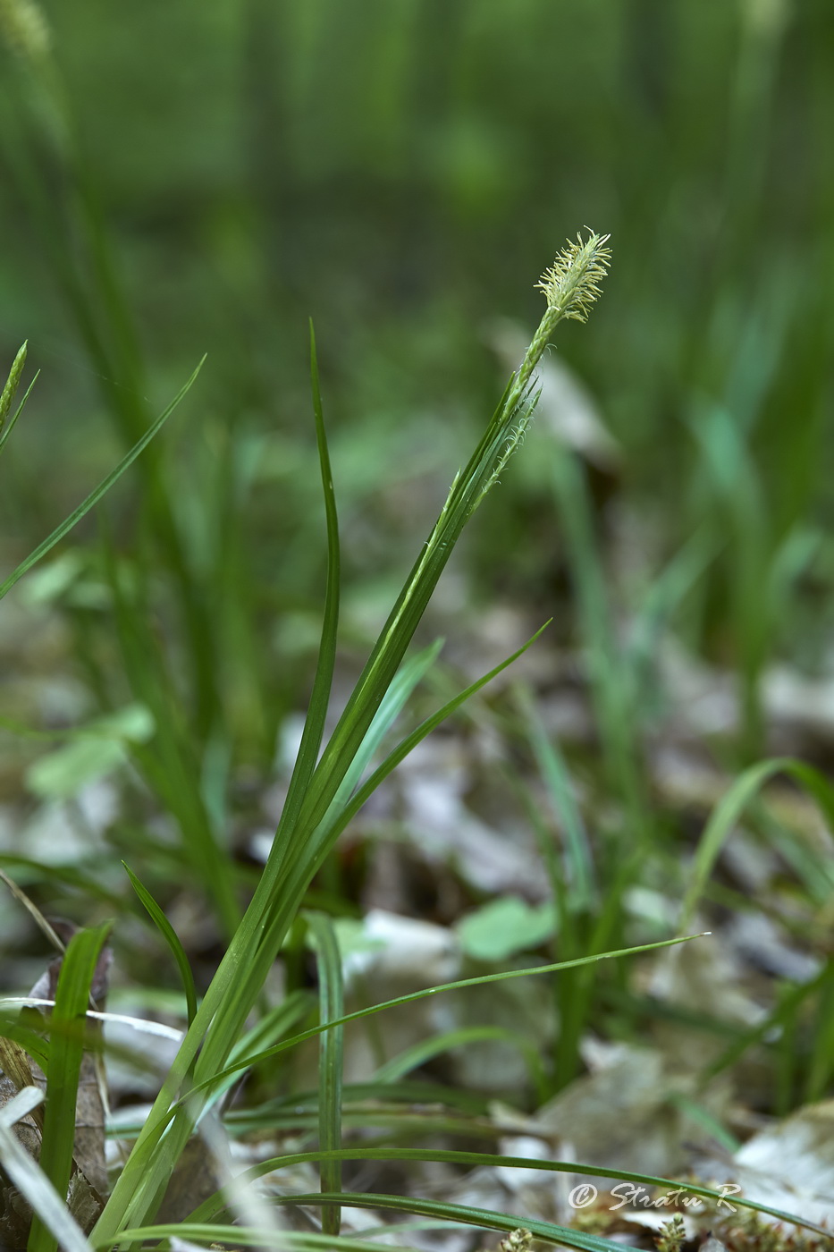 Изображение особи Carex sylvatica.