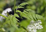 Anthriscus sylvestris. Стеблевой лист. Алтайский край, Змеиногорский р-н, с. Белорецк. 24 июня 2010 г.