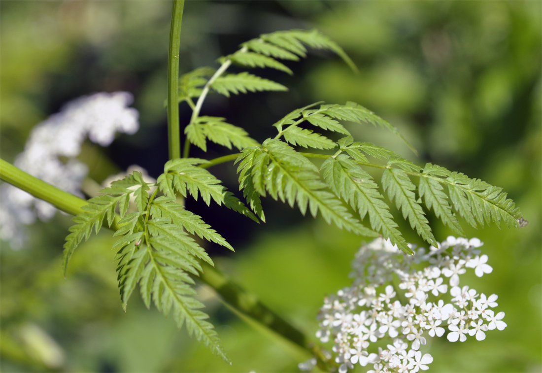 Изображение особи Anthriscus sylvestris.