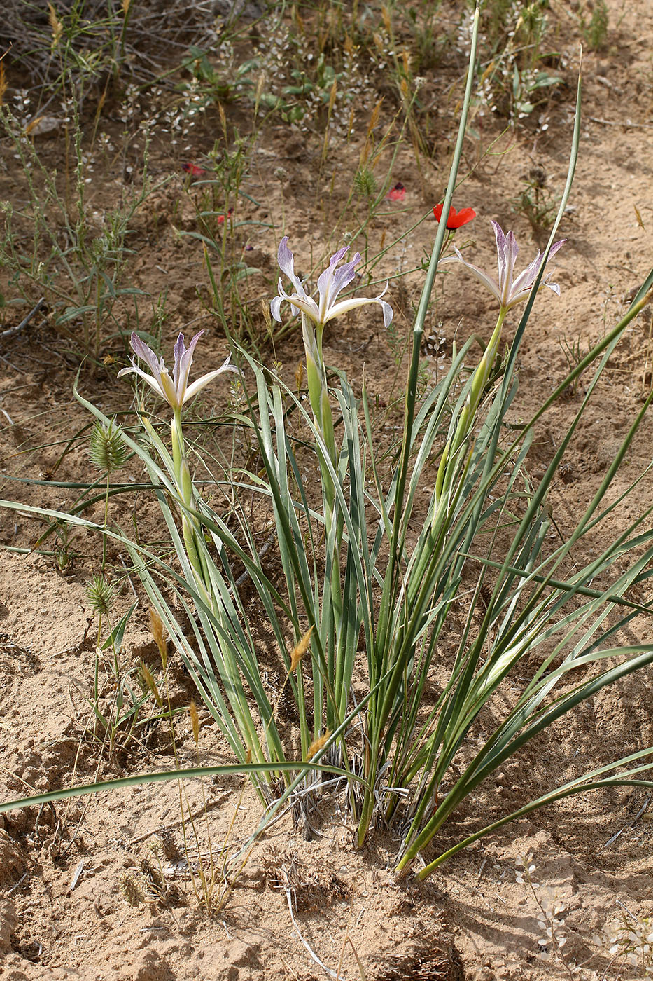 Image of Iris songarica specimen.