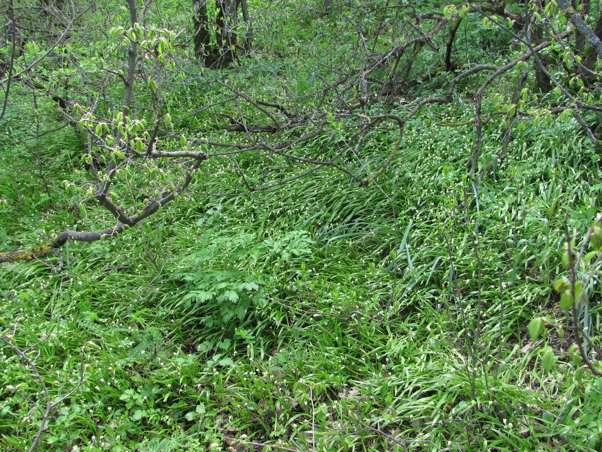 Image of Allium paradoxum specimen.