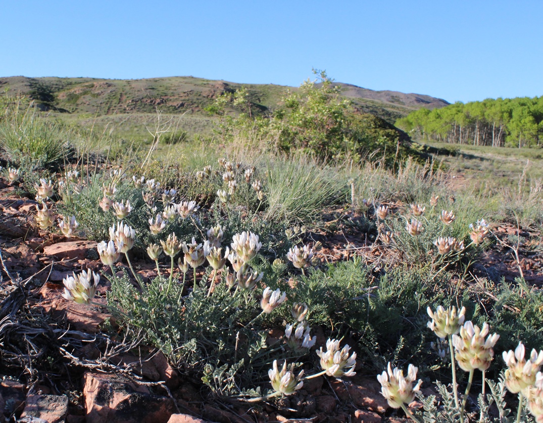 Изображение особи Astragalus arkalycensis.