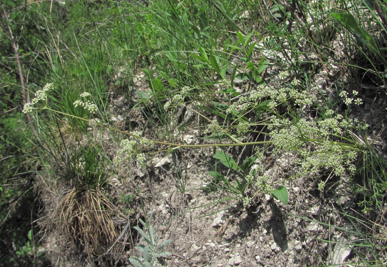 Image of genus Seseli specimen.