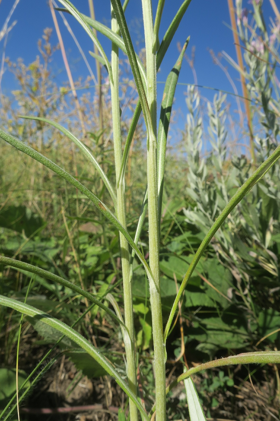 Image of Jurinea multiflora specimen.